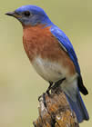 Eastern Blue Bird