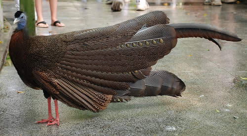 Argus Pheasant