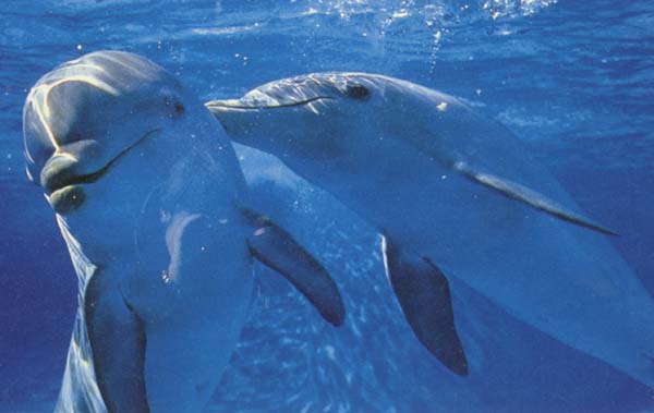 dolphins underwater