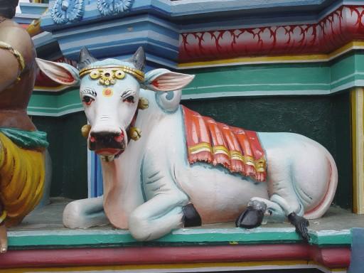 hindu cow