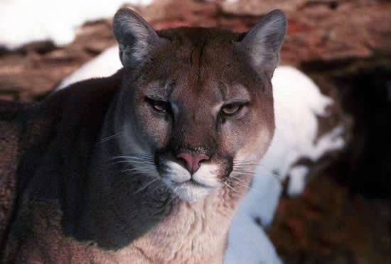 Cougar - mountain lion photo