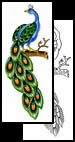 Peacock tattoo designs