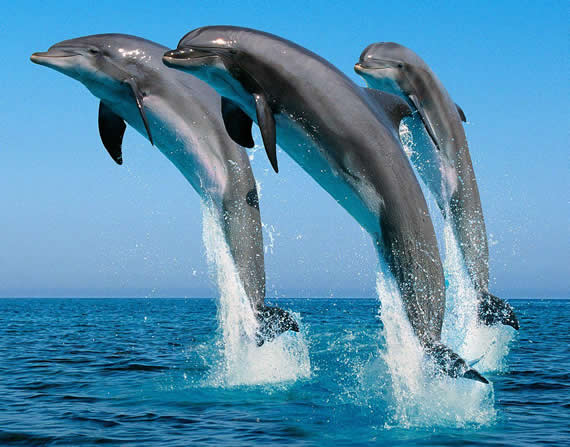 Dolphin picture