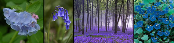 bluebells