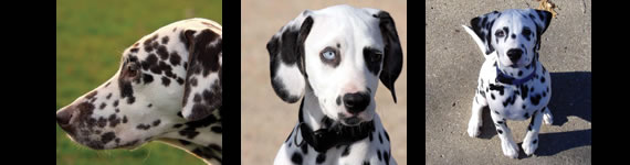 dalmation images