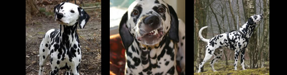 dalmation images