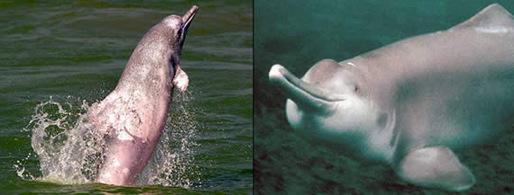 rare endangered river dolphins