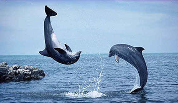 Dolphins jumping out of the water