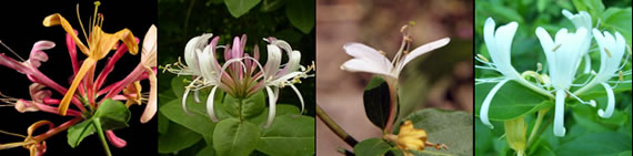 honeysuckle photo gallery