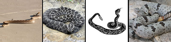 Rattlesnake images