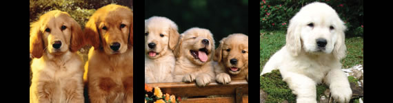 Labrador retriever images