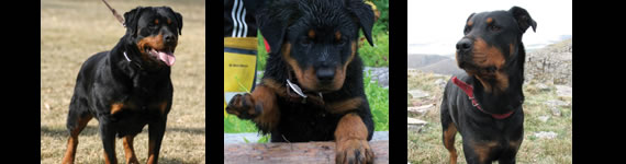 Rottweiler images