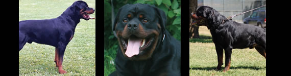 Rottweiler images