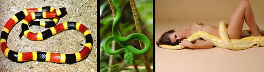 Snake images
