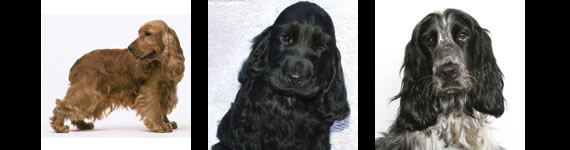 Cocker Spaniel images