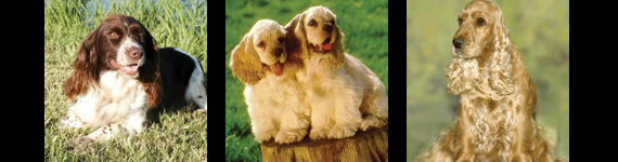 Cocker Spaniel images