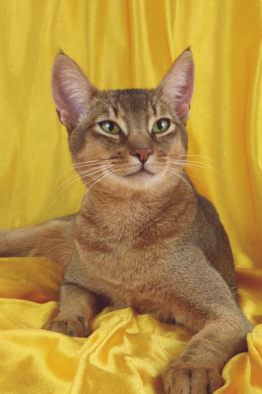 ABYSSINIAN PICTURES, PICS, IMAGES AND PHOTOS FOR INSPIRATION