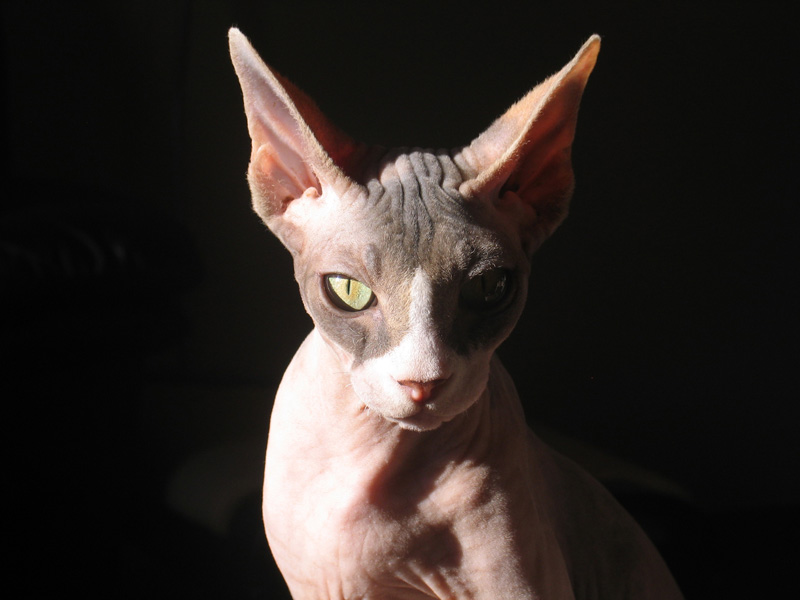 SPHYNX PICTURES, PICS, IMAGES AND PHOTOS FOR INSPIRATION