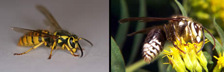 A wasp on the left, a hornet on the right 
