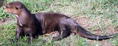 South America's giant otter.
