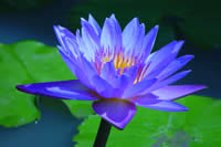 Sacred blue lotus flower