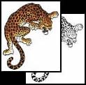 Cheetah tattoo design meanings
