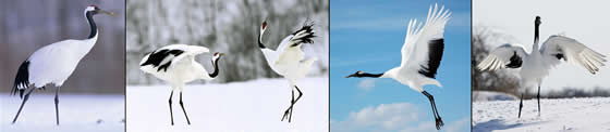 Cranes are part of a unique family of birds.