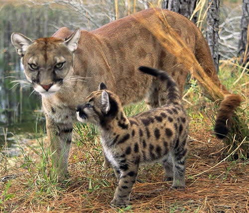 Florida Panther with cub