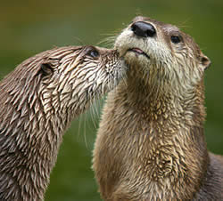 River Otters