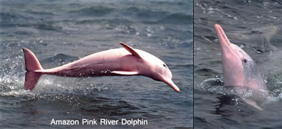 Amazon pink river dolphin pictures