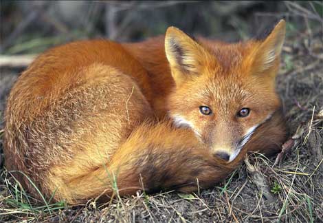 Red fox at rest