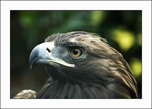 Scottish eagle