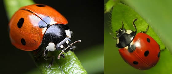 ladybugs close up