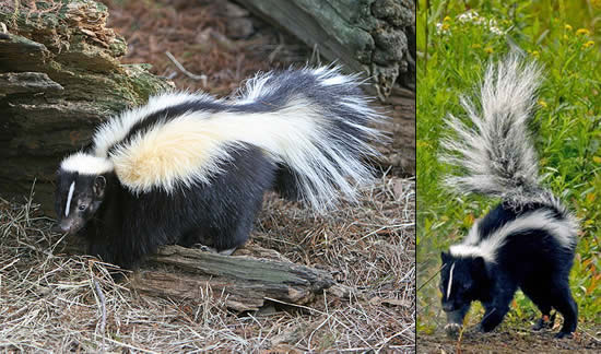 Images of skunks