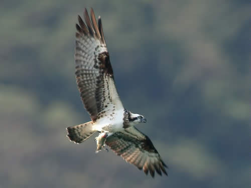 Osprey with fish