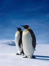 Emperor penguins