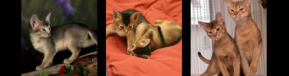 Abyssinian cat images