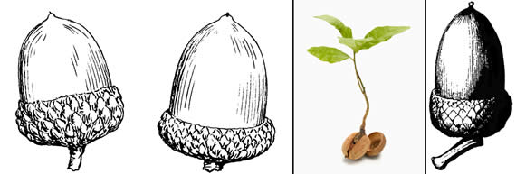 acorn meaning in tamil