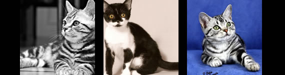 American Shorthair cat images