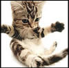American Shorthair cat tattoo