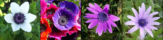 see more images of anemone flowers