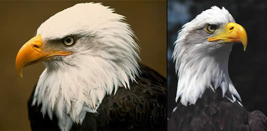 Eagle images and photos