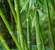 Bamboo image