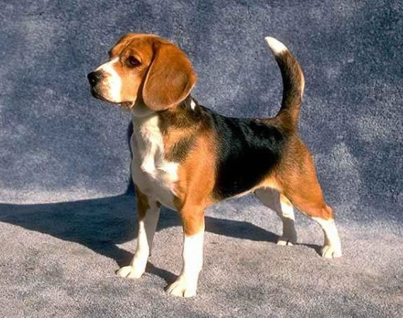 Beagles