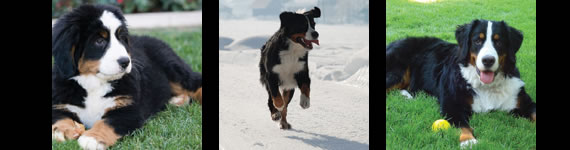 Bernese Mountain Dog images