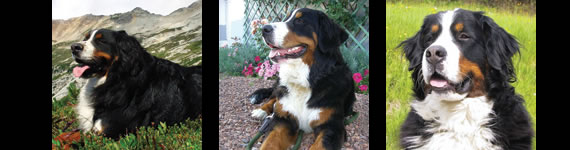 Bernese Mountain Dog images