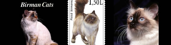 Birman cat images