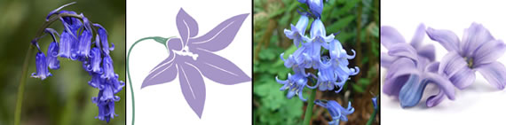 images of bluebells