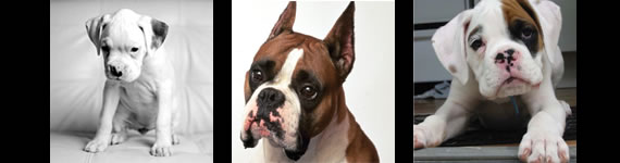 Boxer Dog images