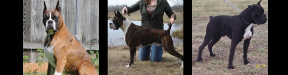 Boxer Dog images